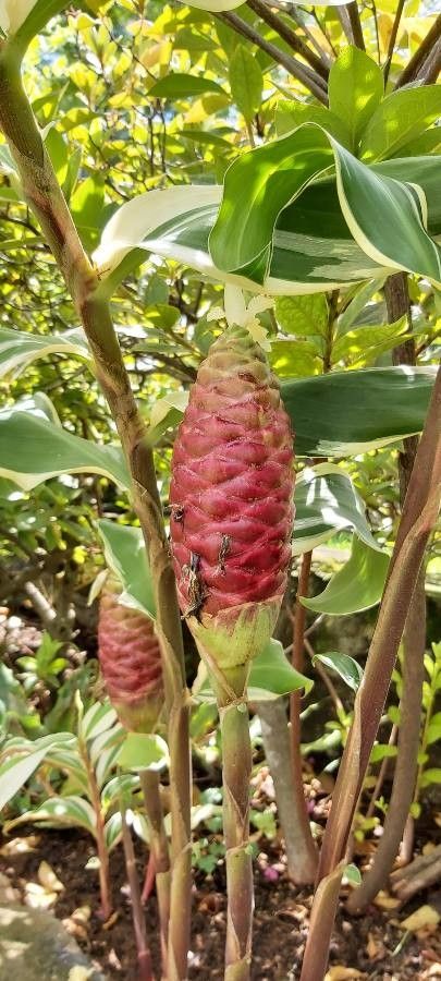 Zingiber zerumbet fruit