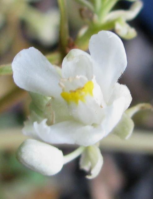 Serjania rhombea flower
