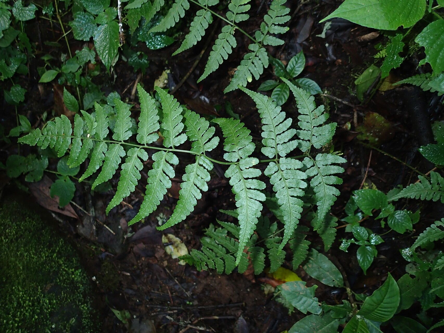 Dryopteris manniana — search result for 'Dryopteris'