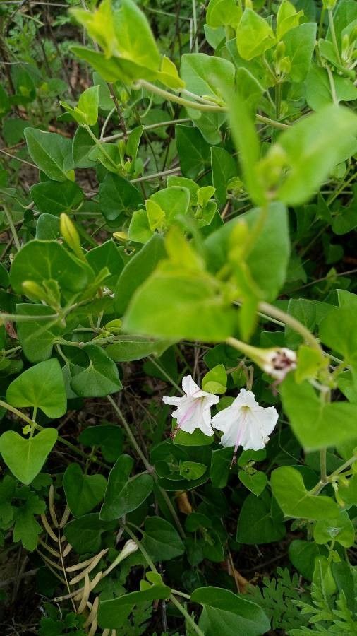 Acleisanthes longiflora flower