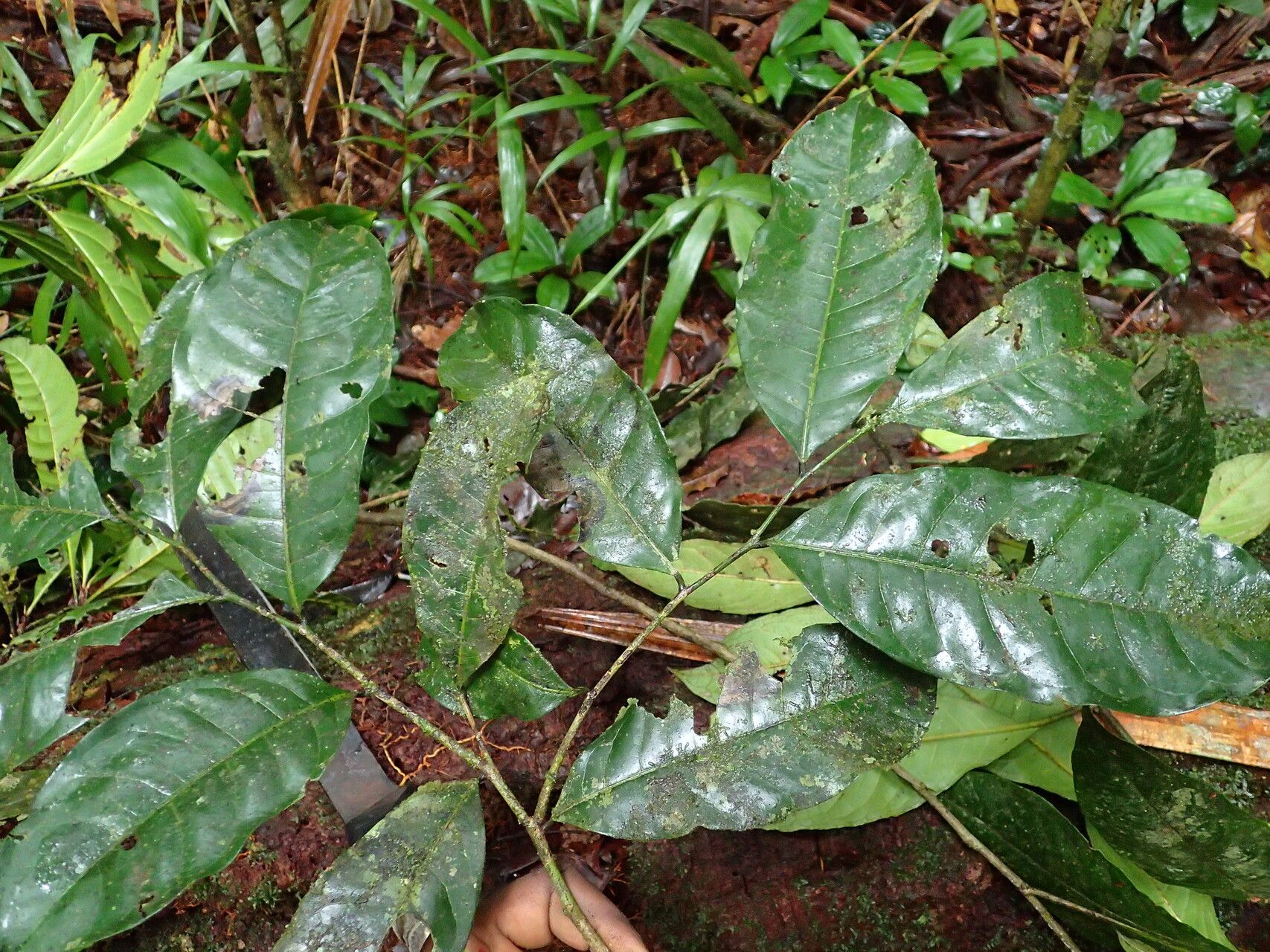 Hexalobus salicifolius — related species from the same genus