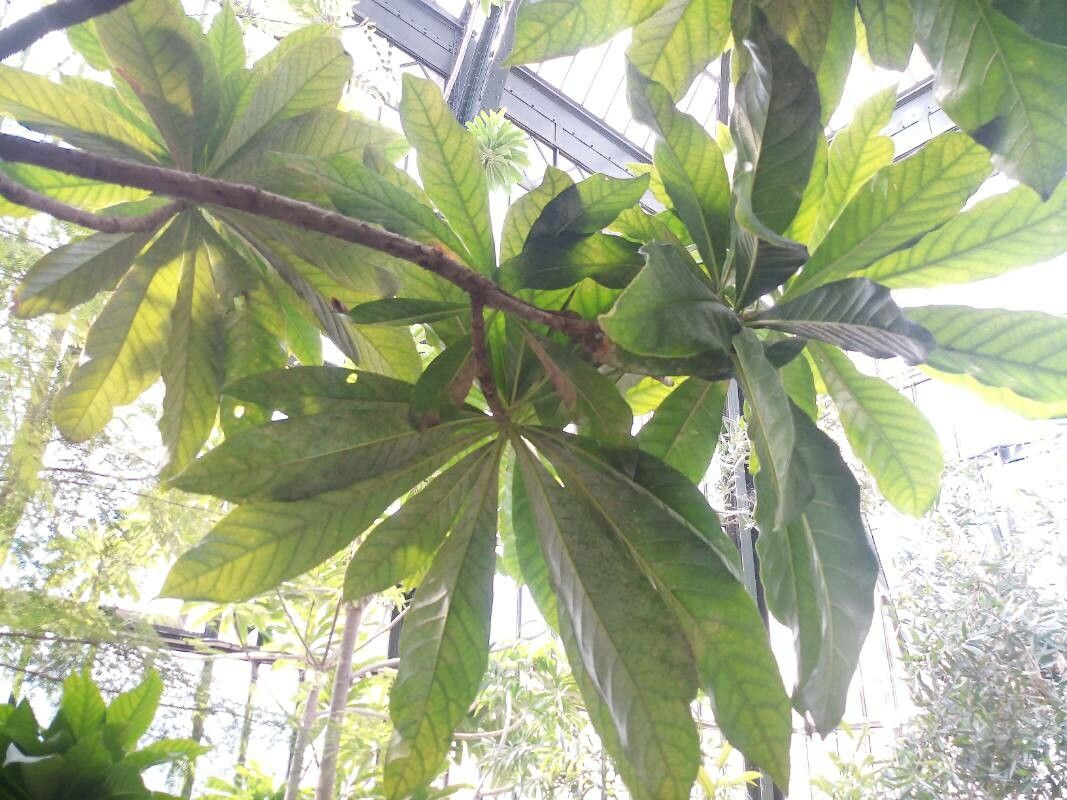 Barringtonia neocaledonica leaf