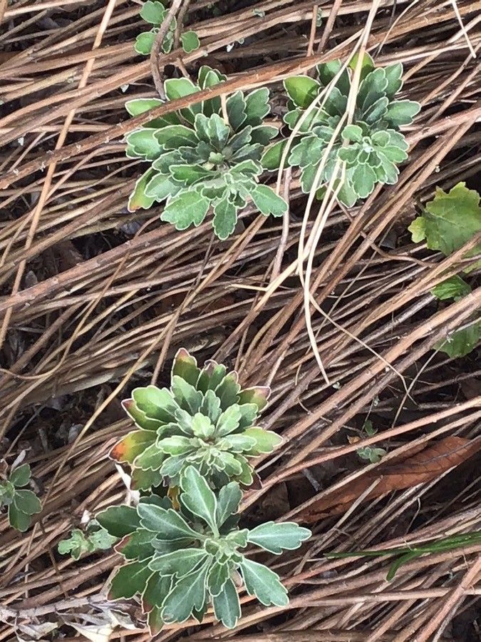Ajania pacifica bark