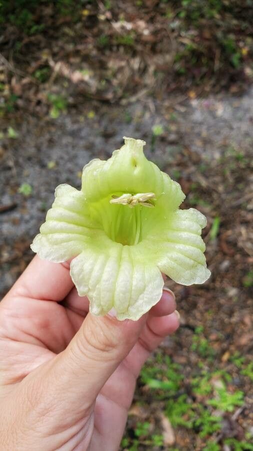 Parmentiera aculeata flower