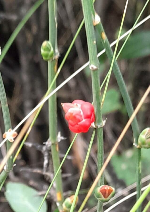 Ephedra triandra fruit
