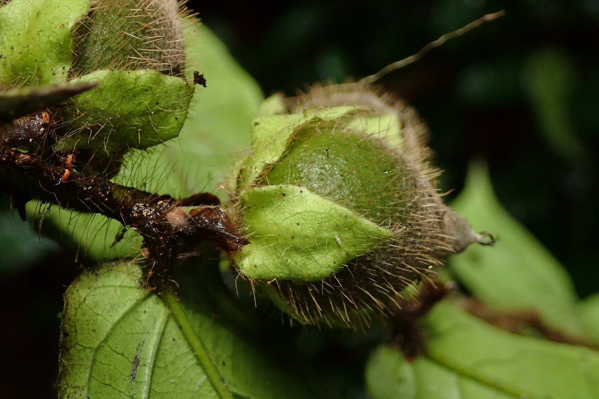 Diospyros conocarpa fruit