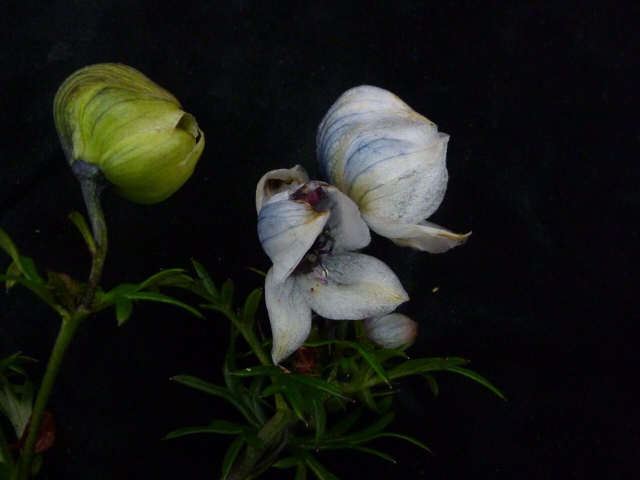 Aconitum heterophylloides habit