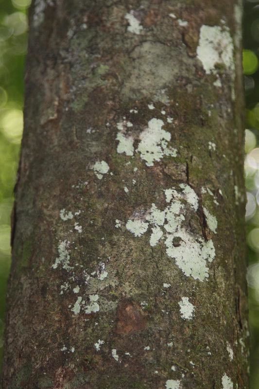 Talisia simaboides bark
