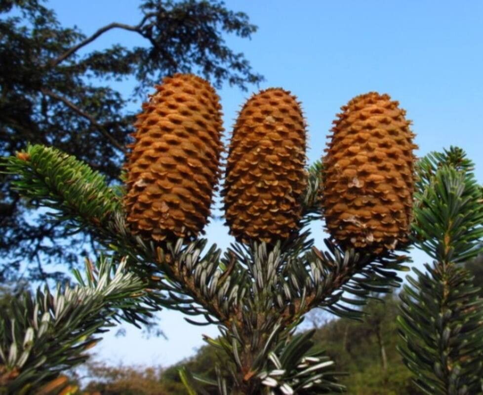 Abies yuanbaoshanensis — houseplant care guide