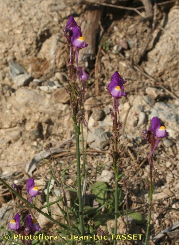 Linaria becerrae habit