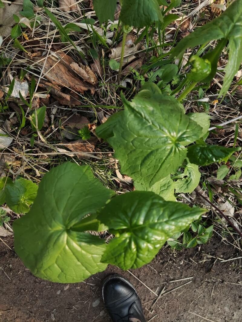Parasenecio auriculatus leaf