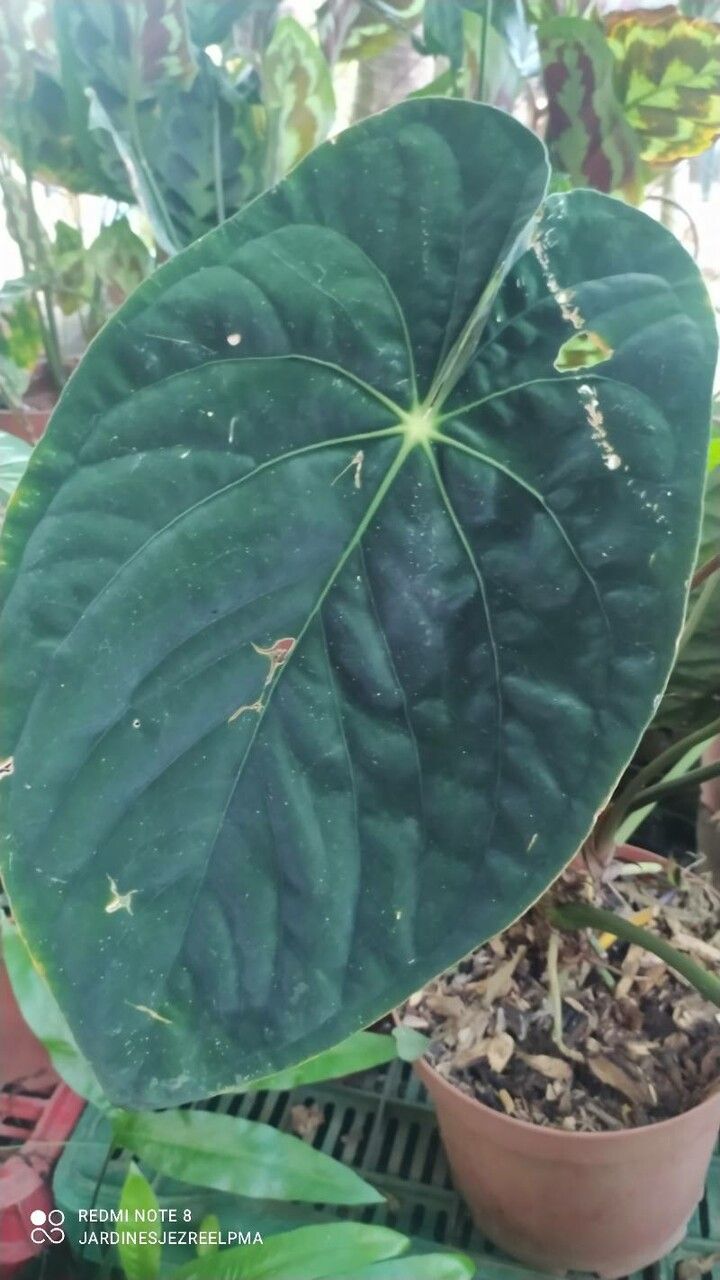 Anthurium forgetii — search result for 'Anthurium'