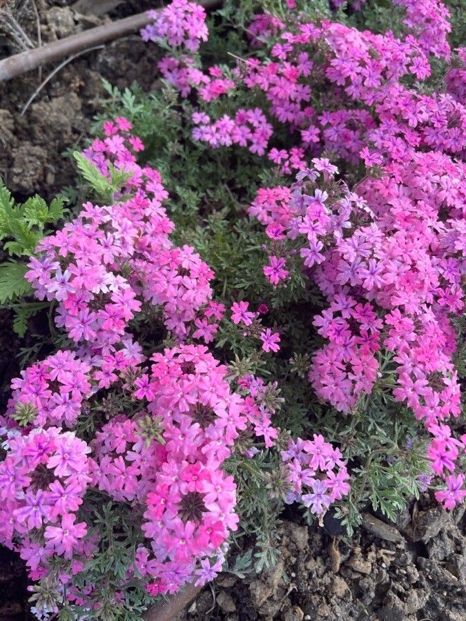 Glandularia chiricahensis — related species from the same genus