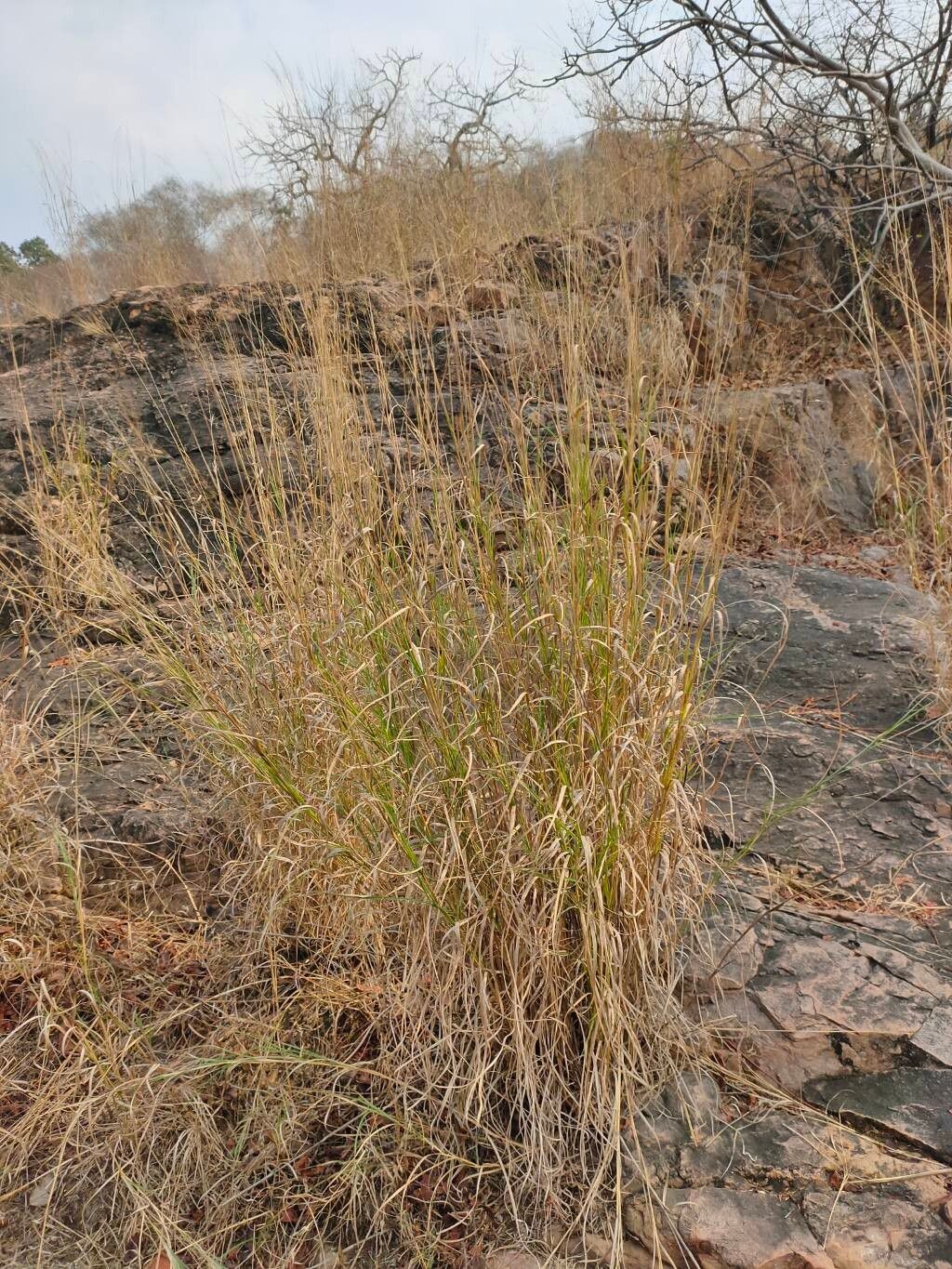 Chrysopogon fulvus — related species from the same genus