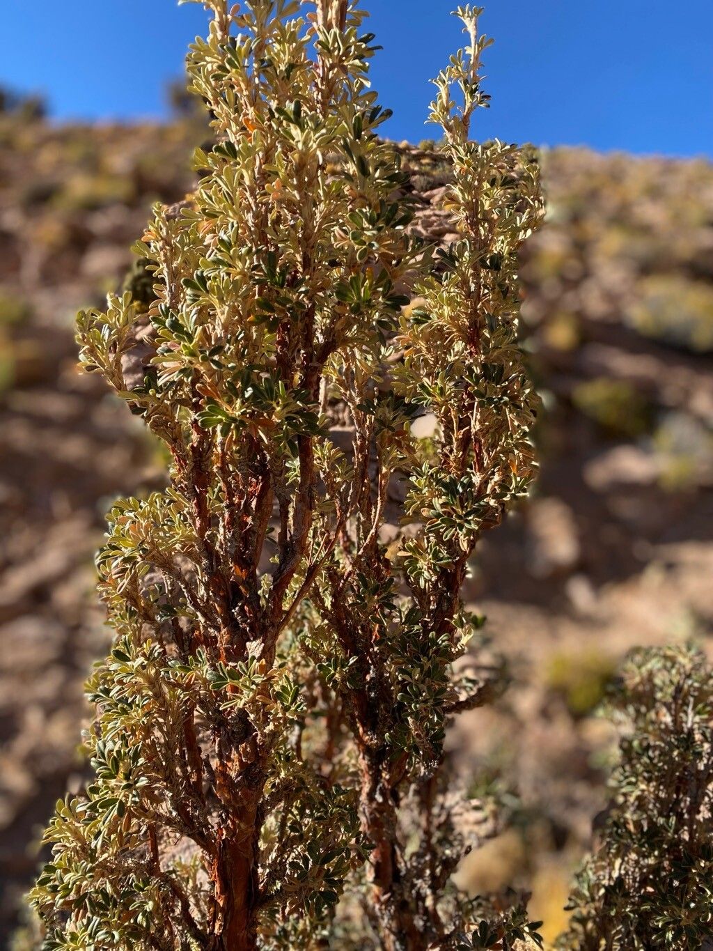 Polylepis tarapacana bark