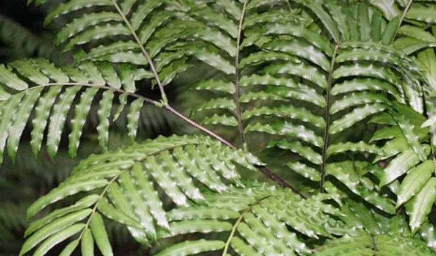 Ptisana salicina — clay tolerant houseplant