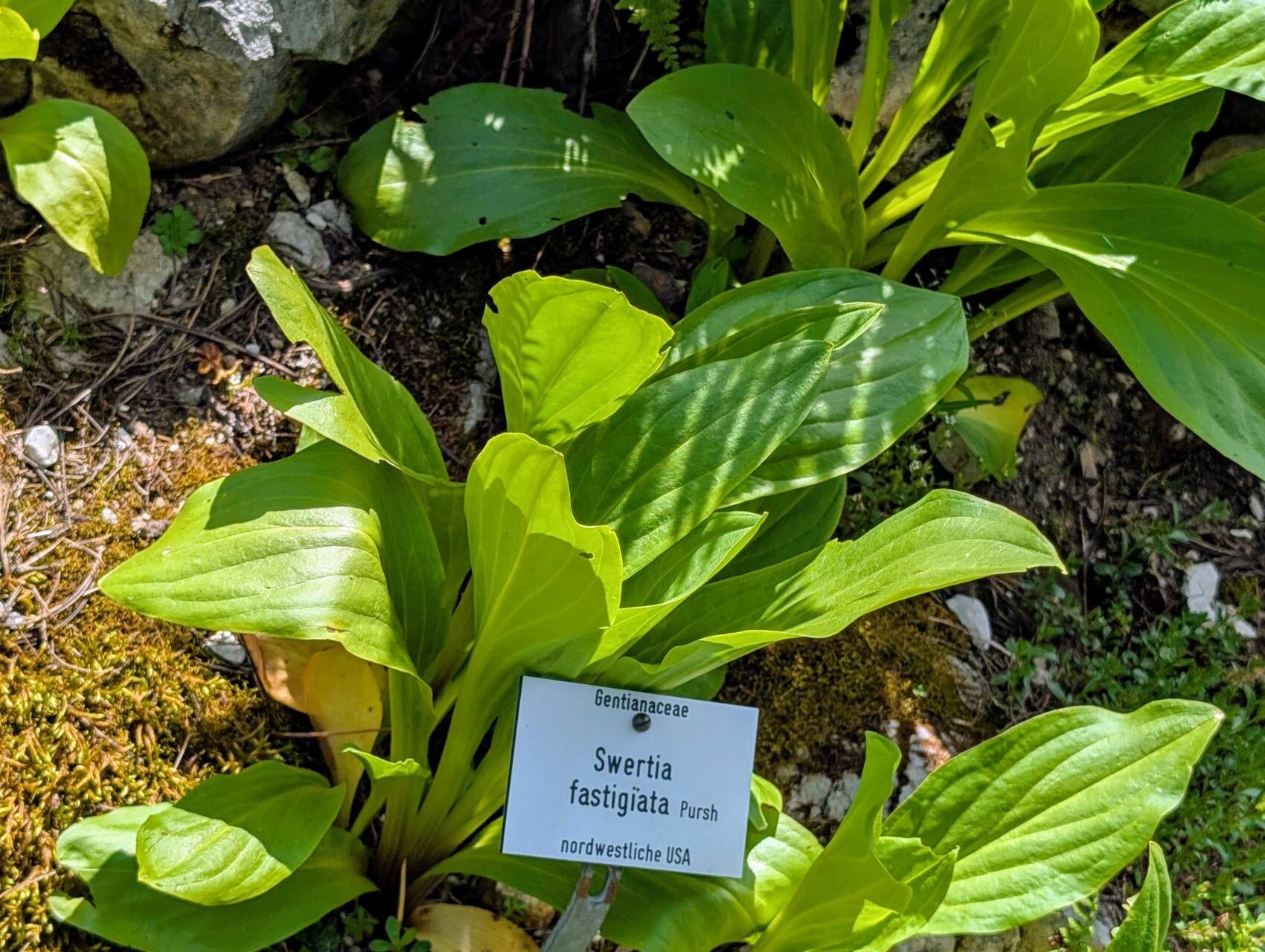 Frasera fastigiata — related species from the same genus