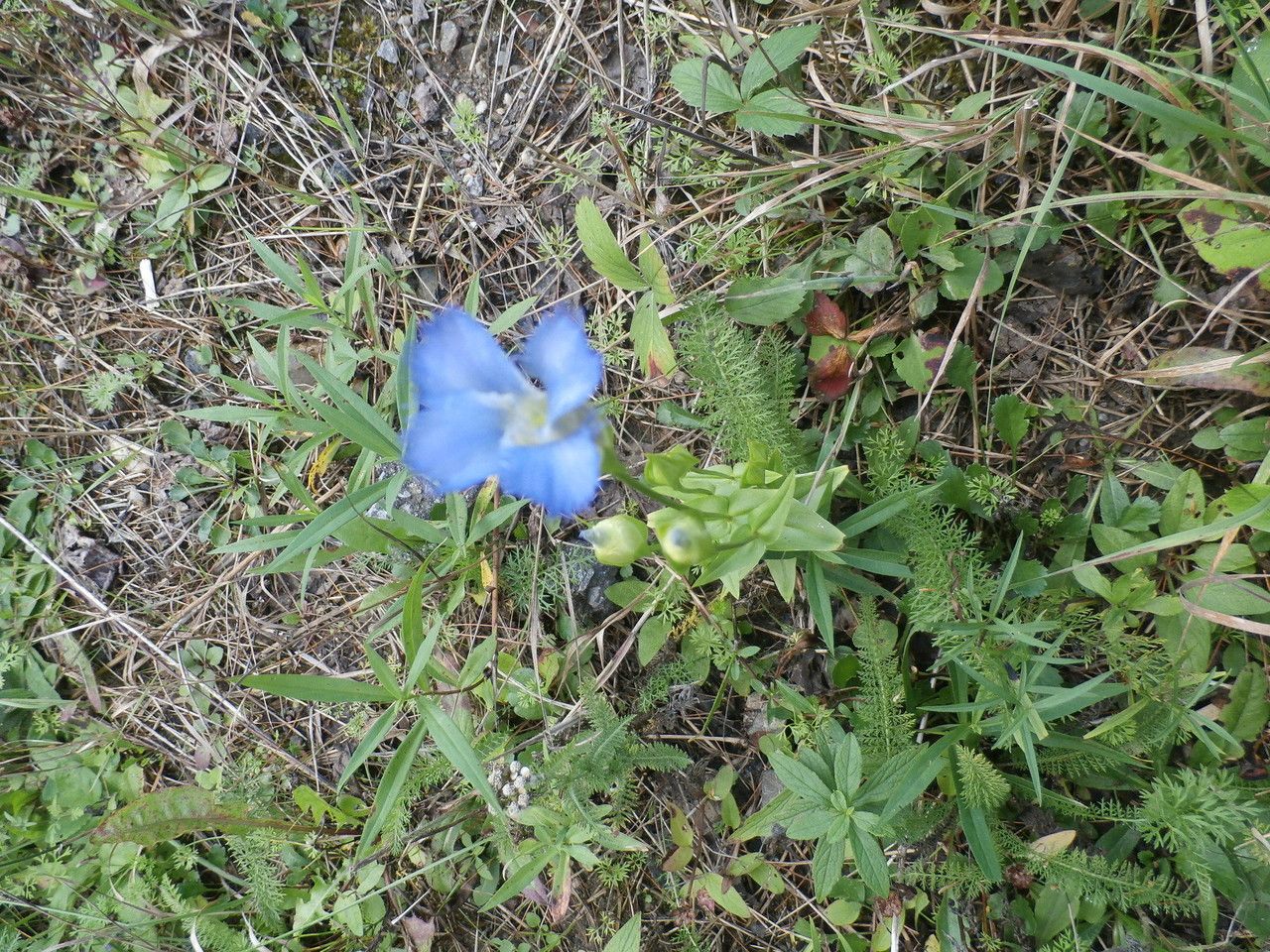 Gentianopsis crinita habit