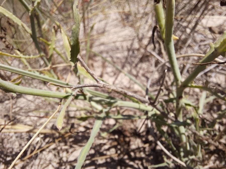 Launaea fragilis — houseplant care guide