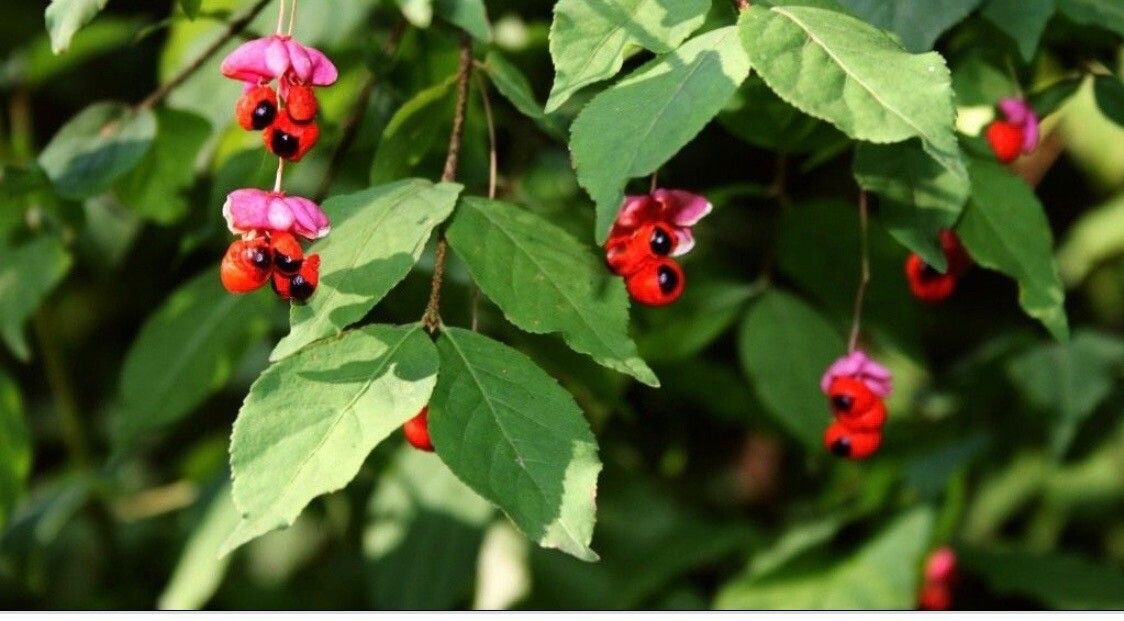 Euonymus verrucosus fruit