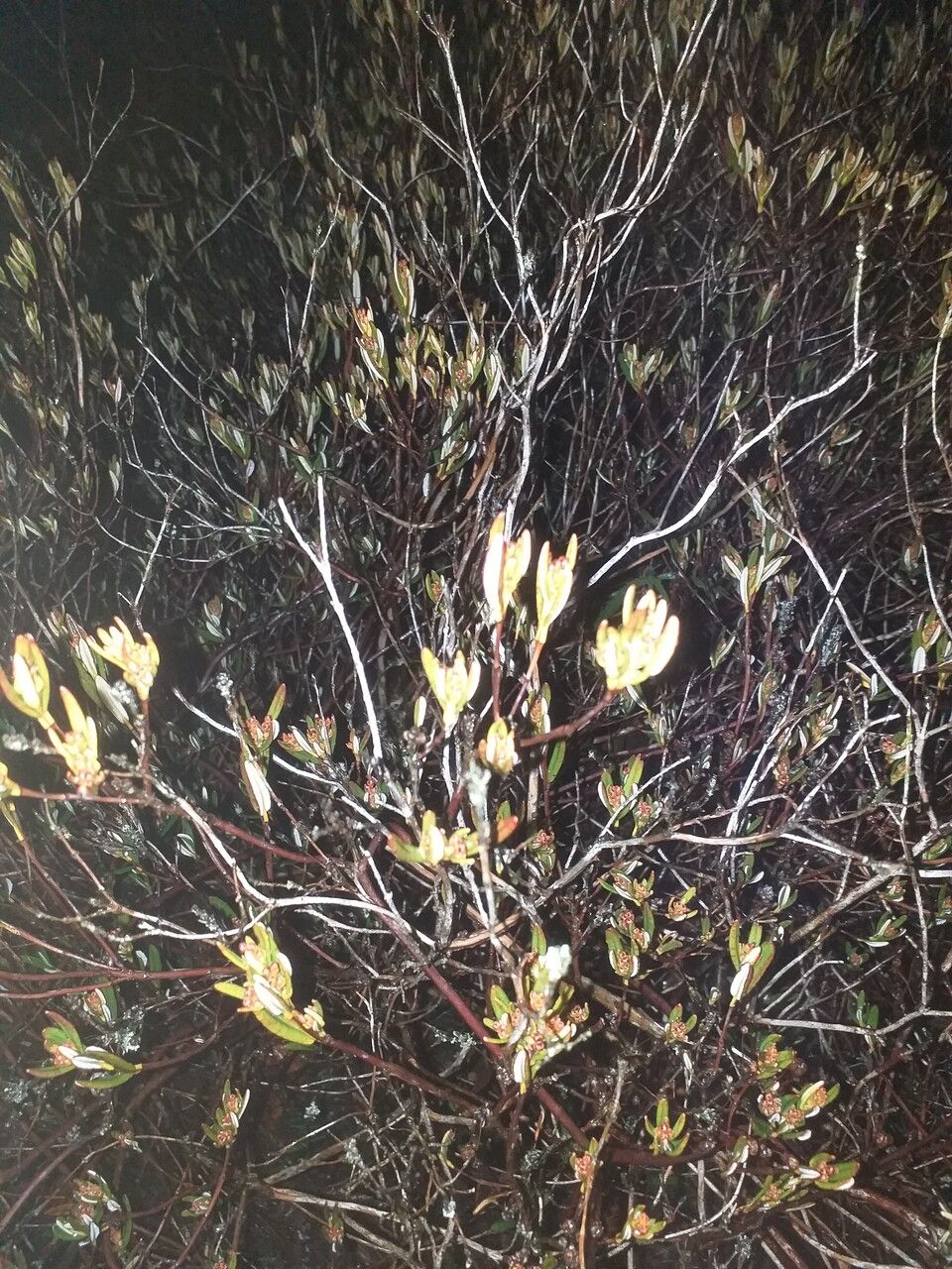 Kalmia polifolia — search result for 'Kalmia'