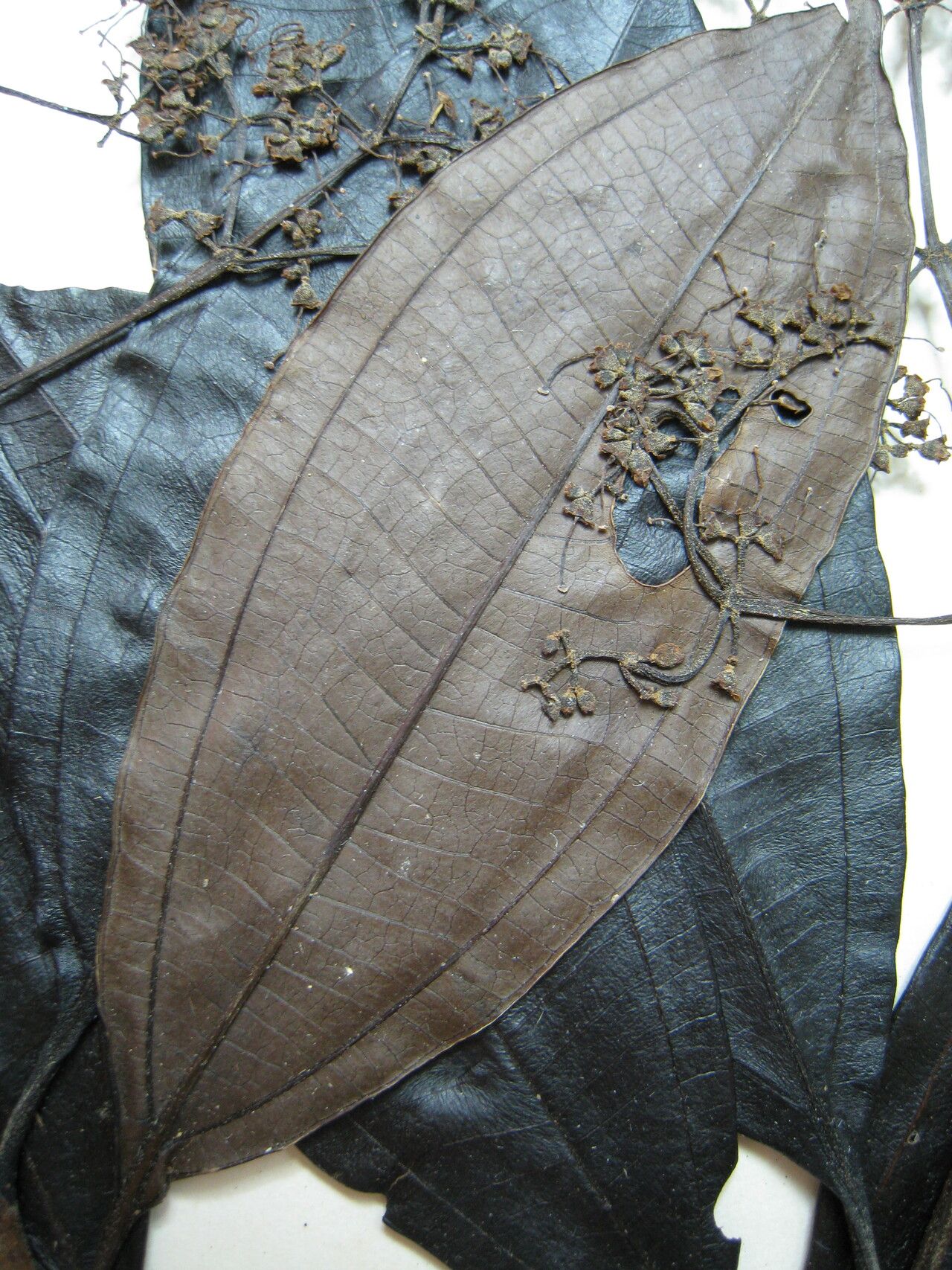 Miconia poeppigii other