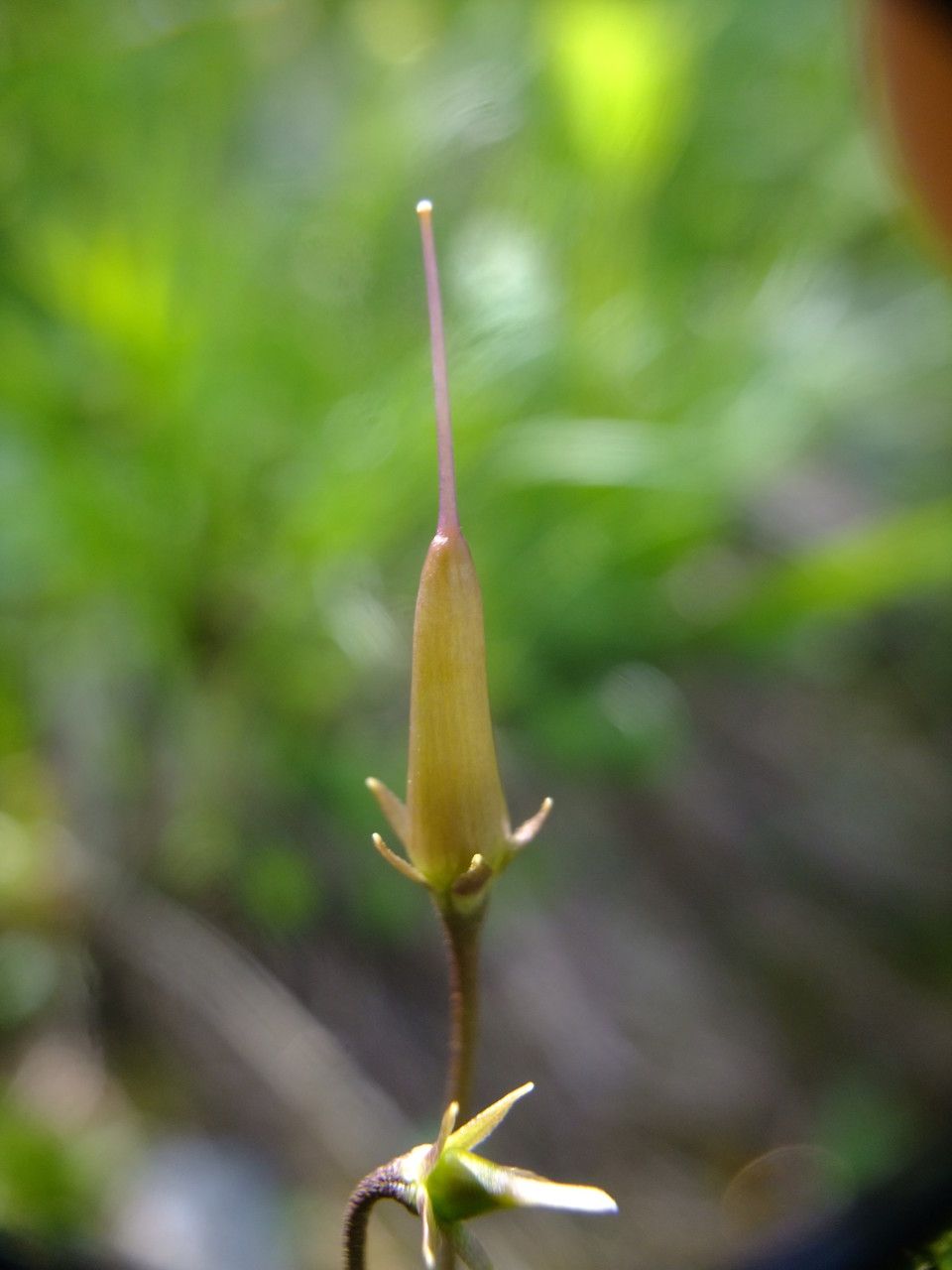 Soldanella alpina fruit