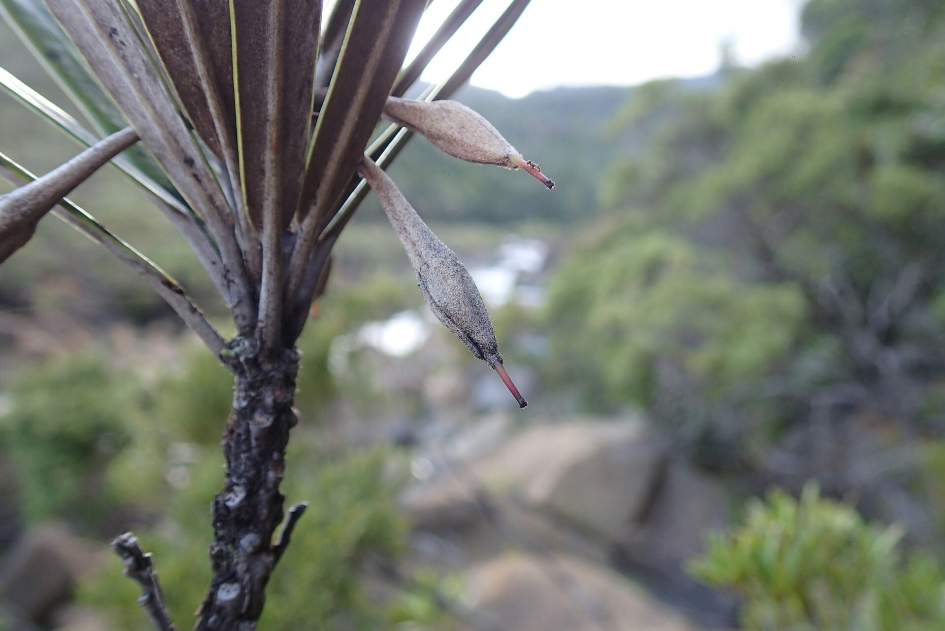 Planchonella baillonii fruit