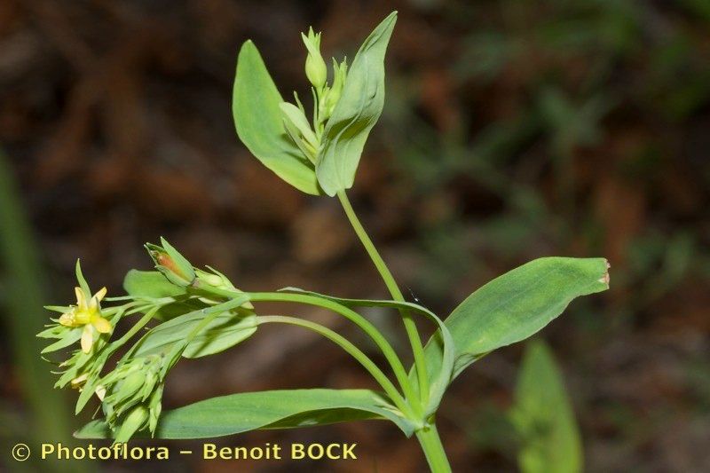 Hypericum majus other