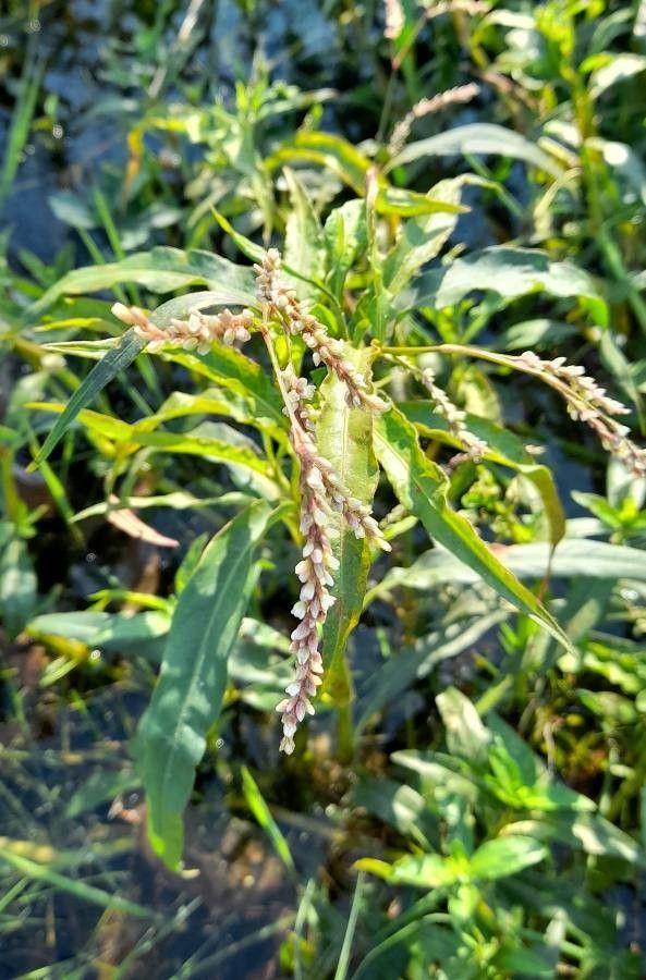 Persicaria hydropiperoides flower