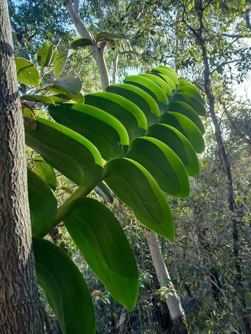 Dendrobium discolor — houseplant care guide