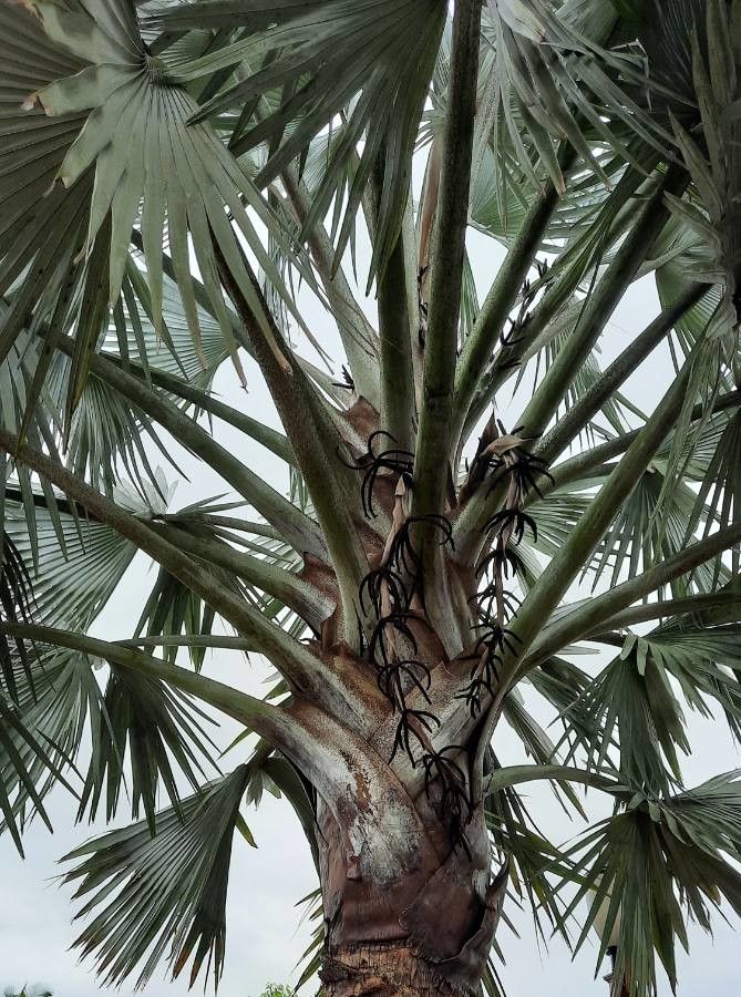 Bismarckia nobilis flower