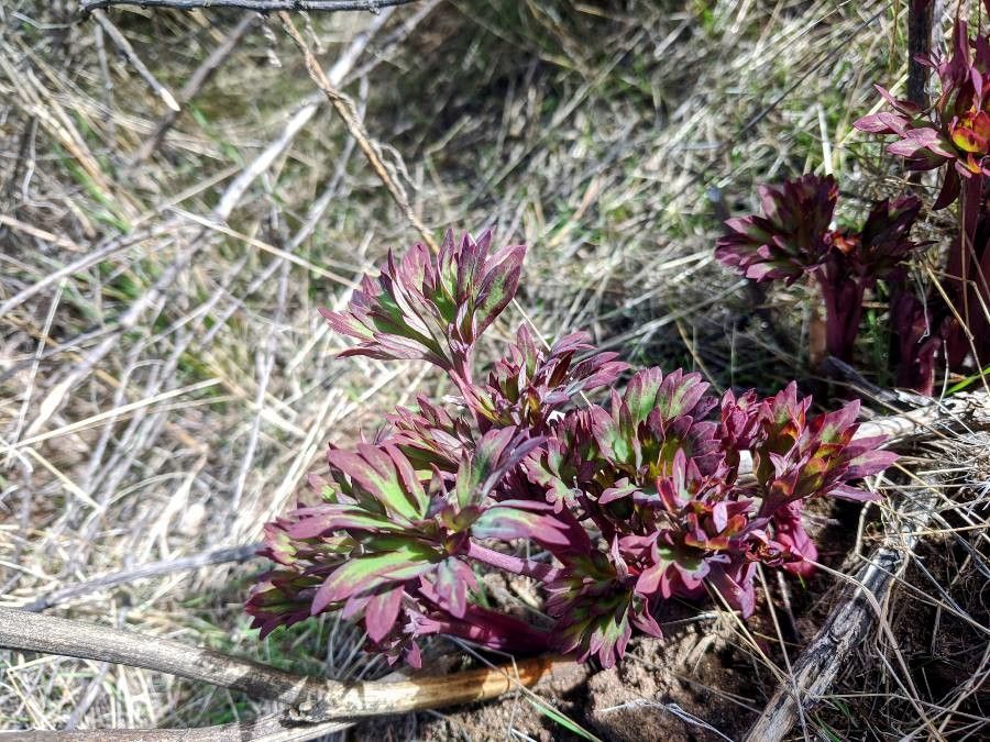 Paeonia californica leaf