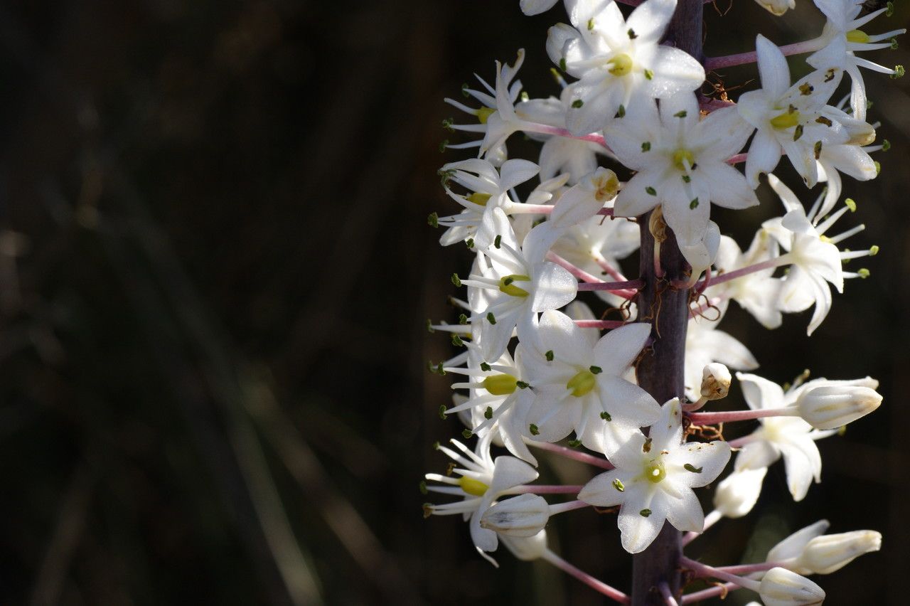 Drimia numidica flower