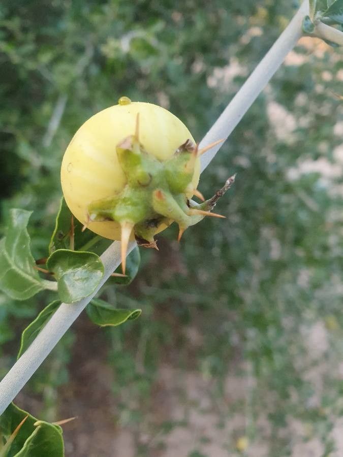 Solanum arundo fruit