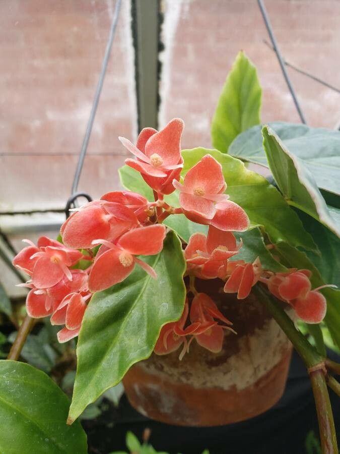 Begonia radicans flower