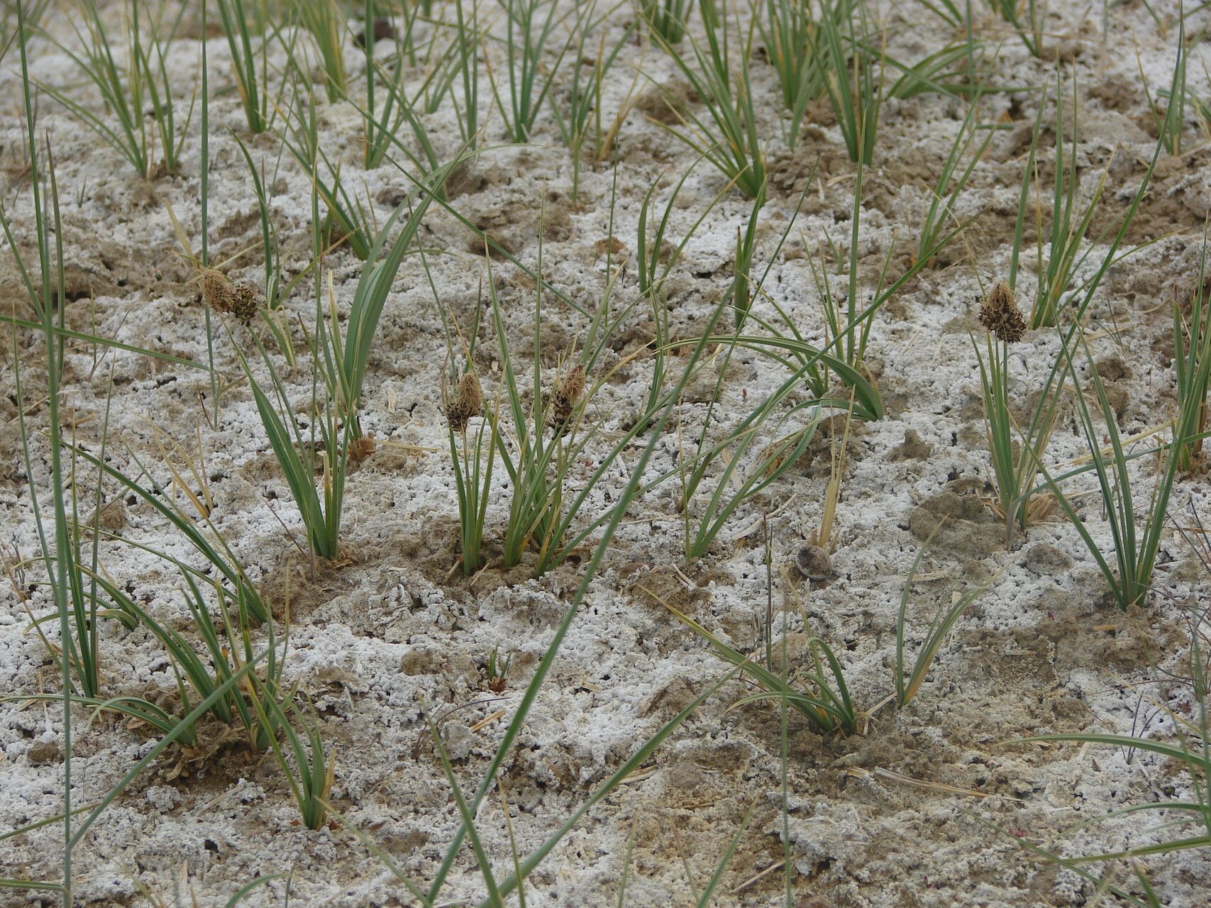 Carex maritima — houseplant care guide