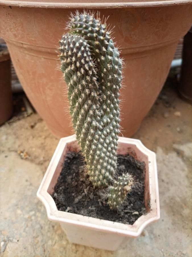 Cylindropuntia fulgida flower