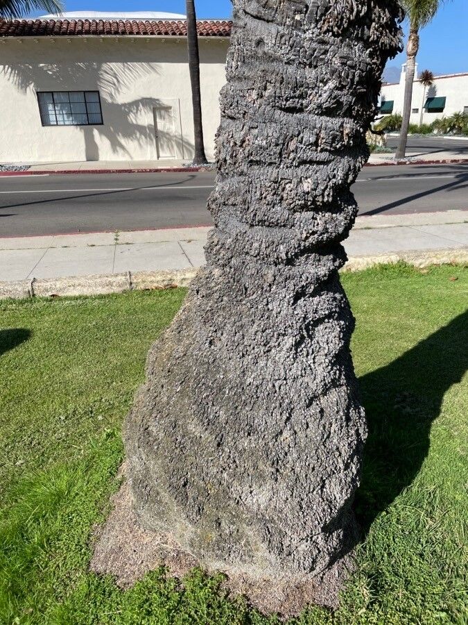 Phoenix sylvestris bark