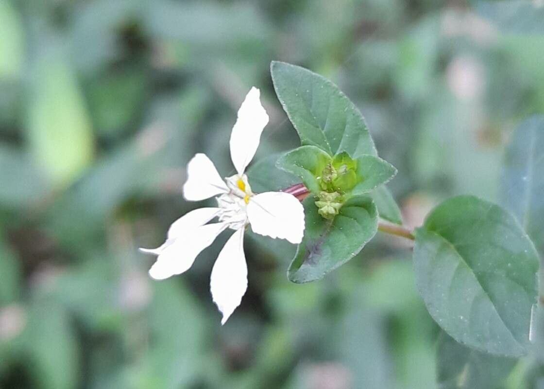 Cuphea campylocentra flower