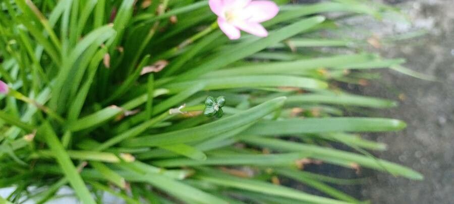 Zephyranthes Candida fruit