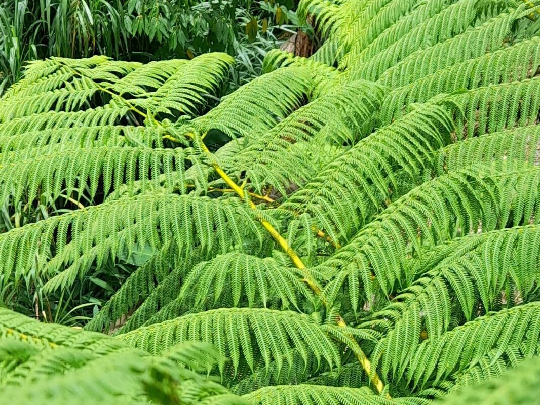 Alsophila abbottii — related species from the same genus