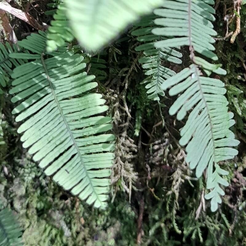 Pecluma filicula habit