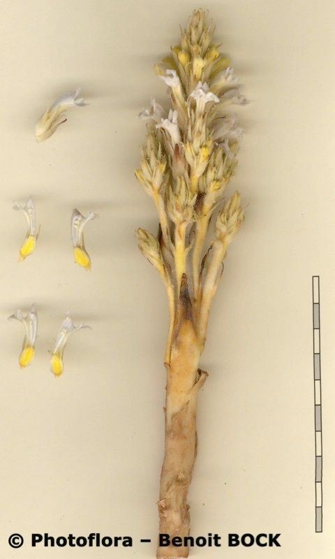 Phelipanche portoilicitana other