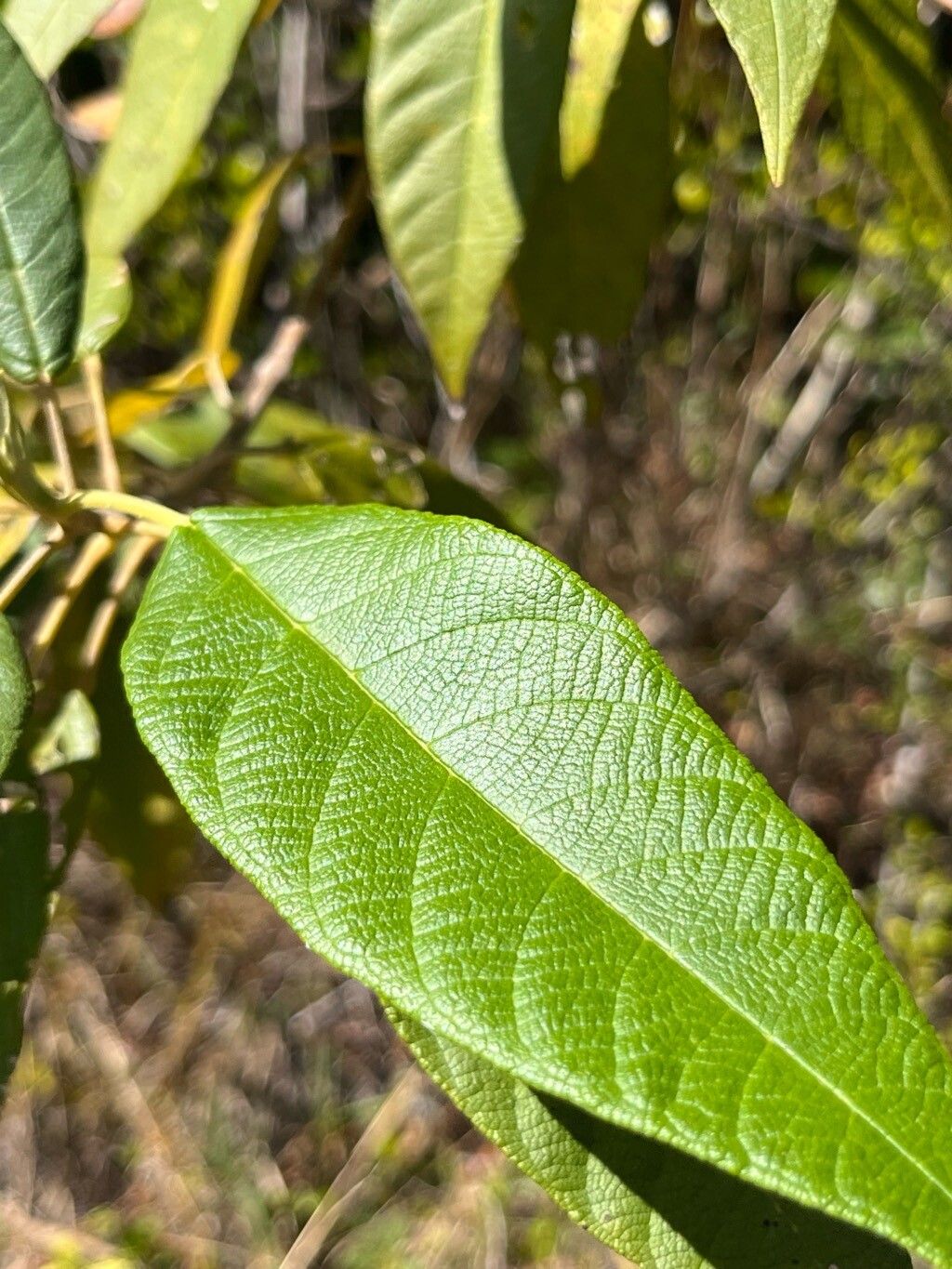 Petitia domingensis — houseplant care guide