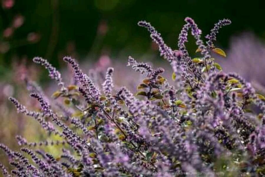 Tetradenia riparia flower