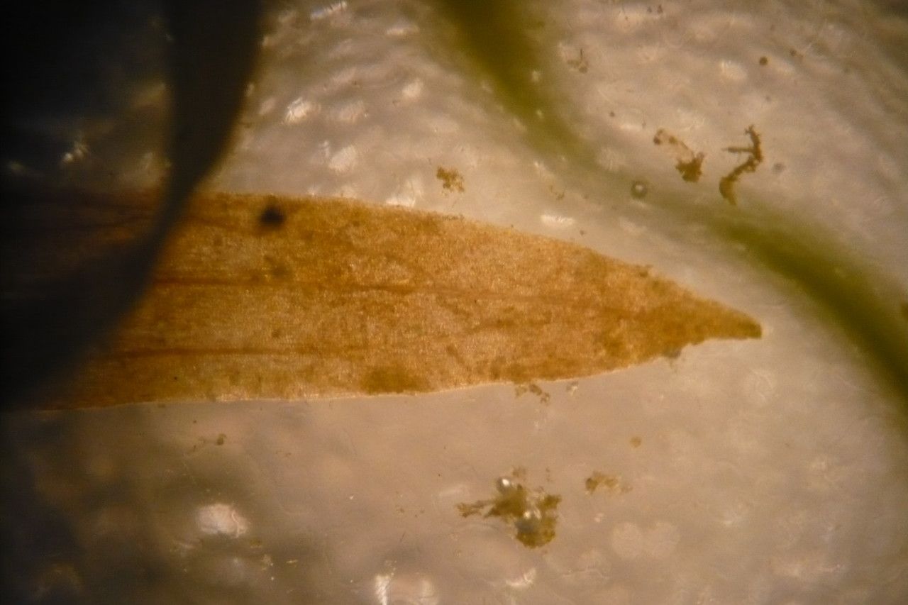 Potamogeton berchtoldii