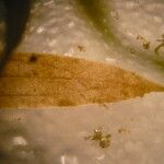 Potamogeton berchtoldii