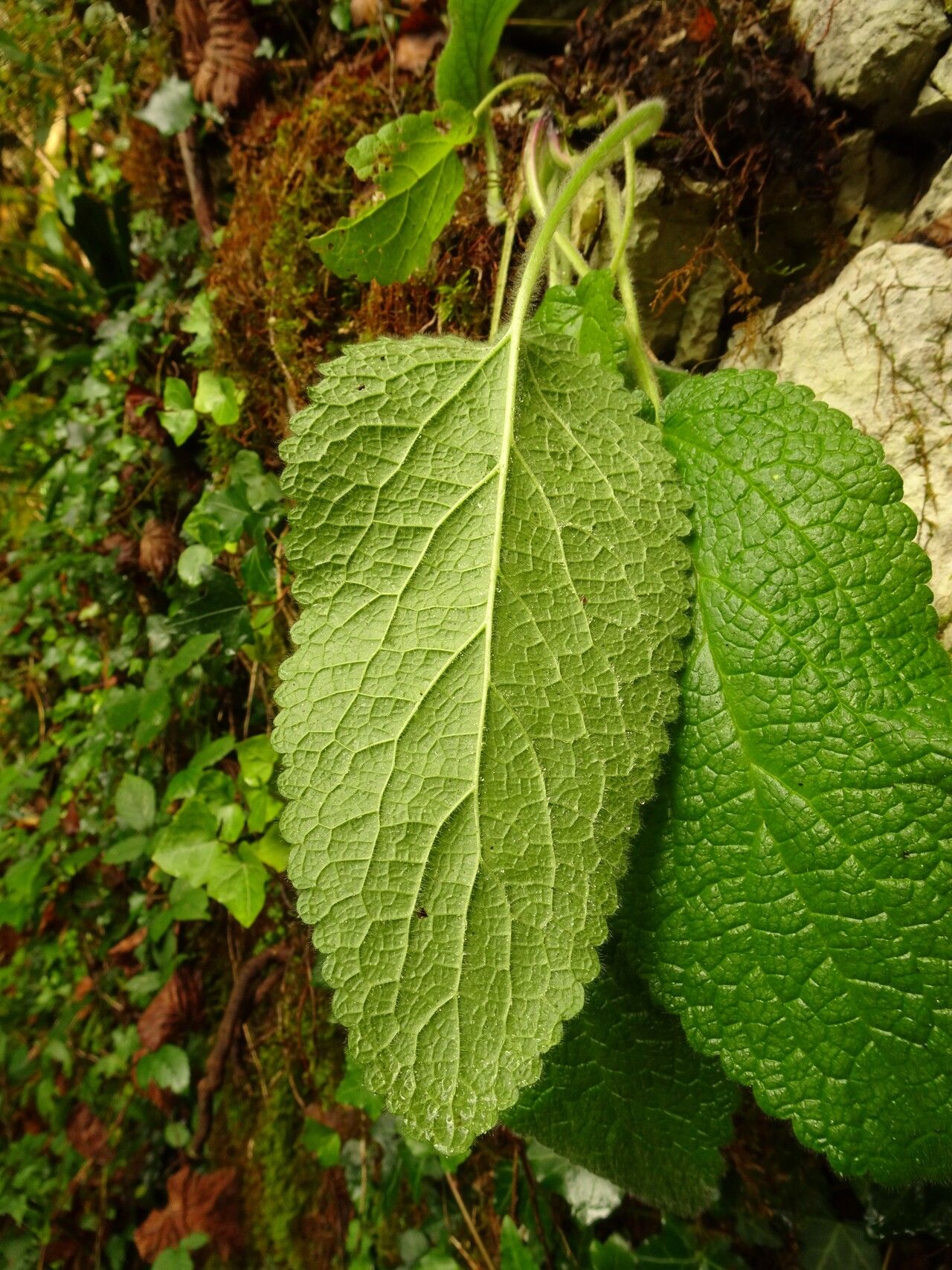 Stachys alpina — search result for 'Stachys'