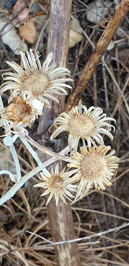 Andryala ragusina fruit